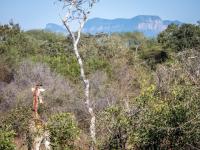  of property in Hoedspruit