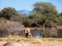  of property in Hoedspruit