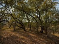  of property in Hoedspruit