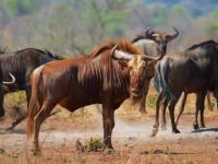  of property in Hoedspruit