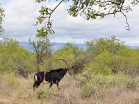  of property in Hoedspruit