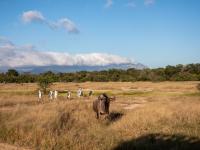 of property in Hoedspruit