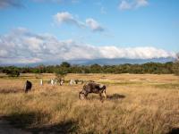  of property in Hoedspruit
