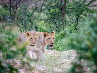  of property in Hoedspruit