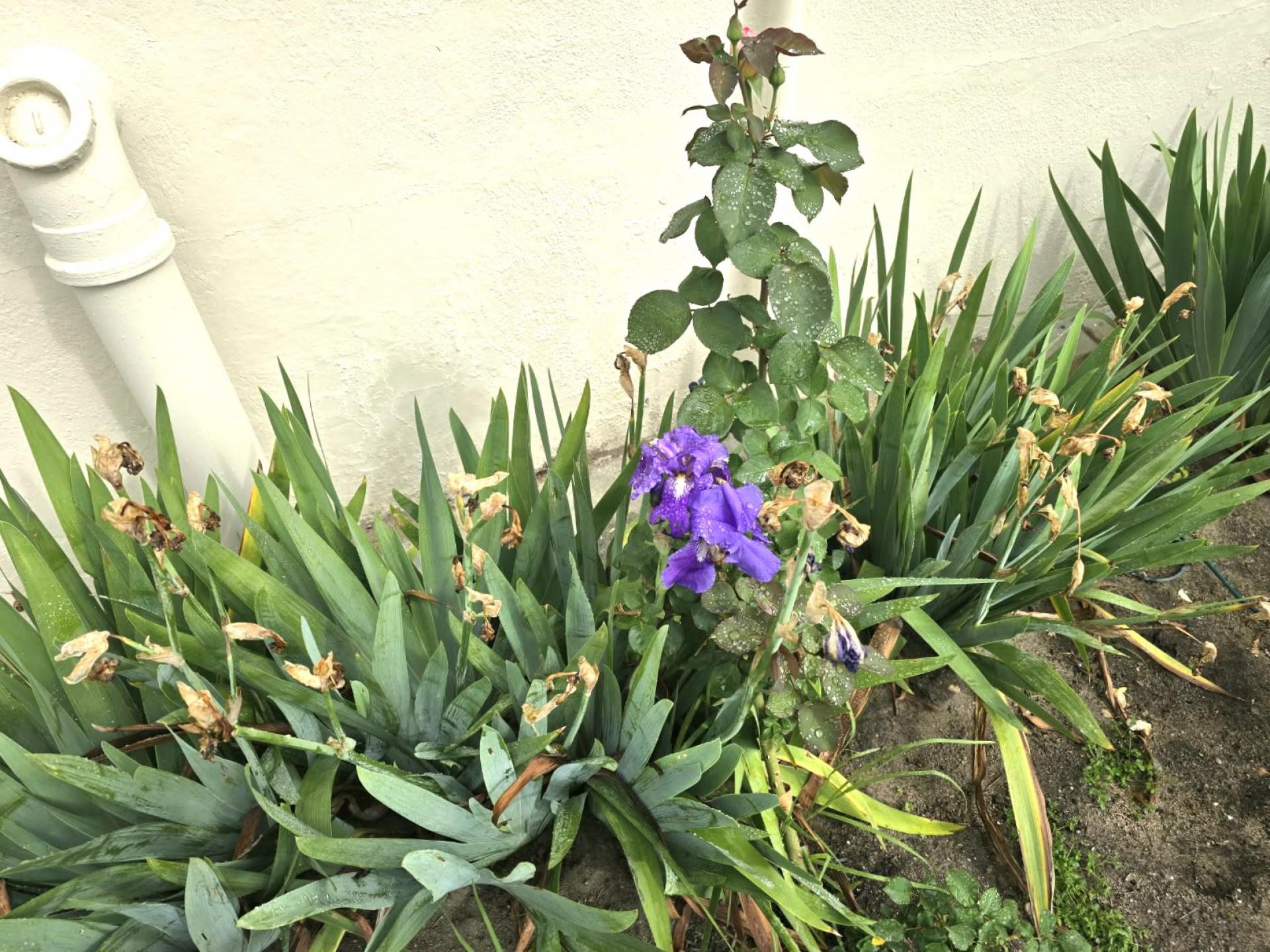  of property in Paarl