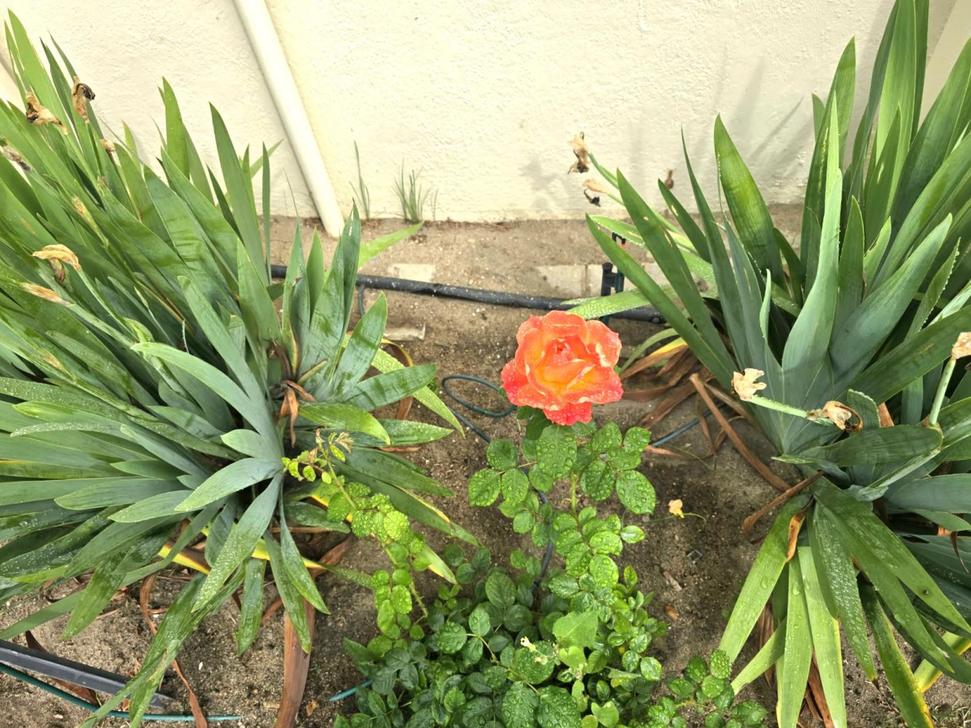  of property in Paarl