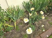  of property in Paarl