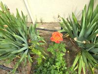  of property in Paarl