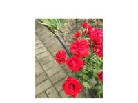  of property in Paarl